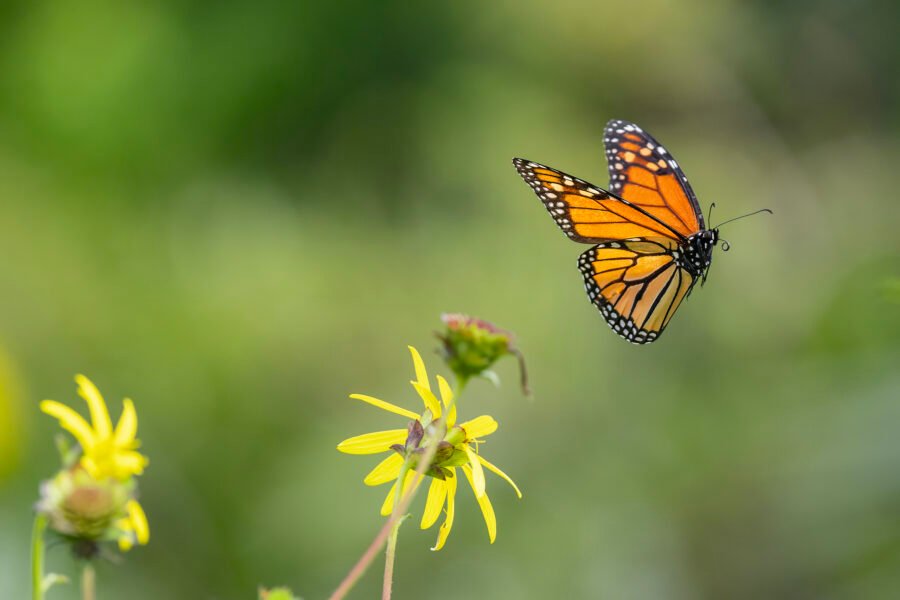 Monarch Flying Off From Yellow Coreopsis