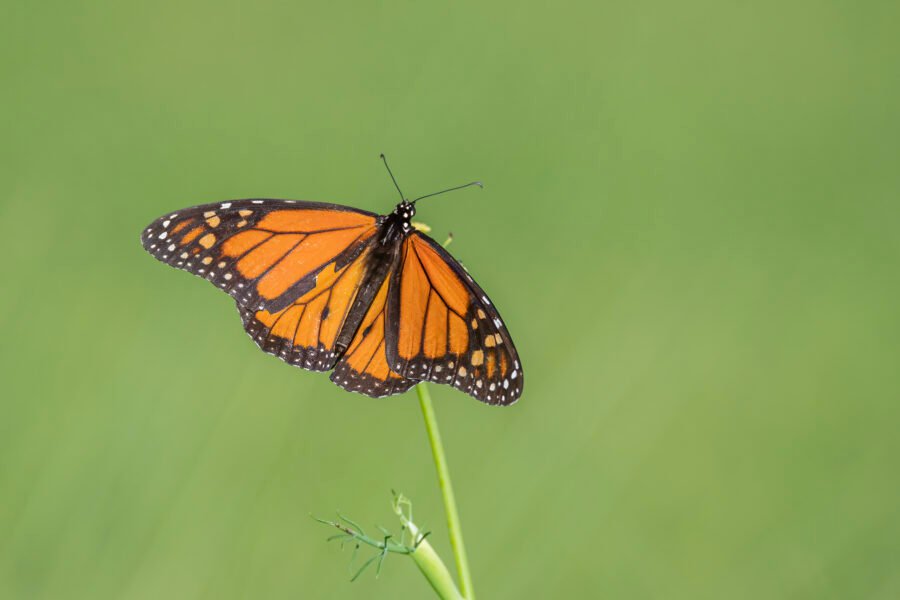 Monarch Resting On Yellow Coreopsis Stem