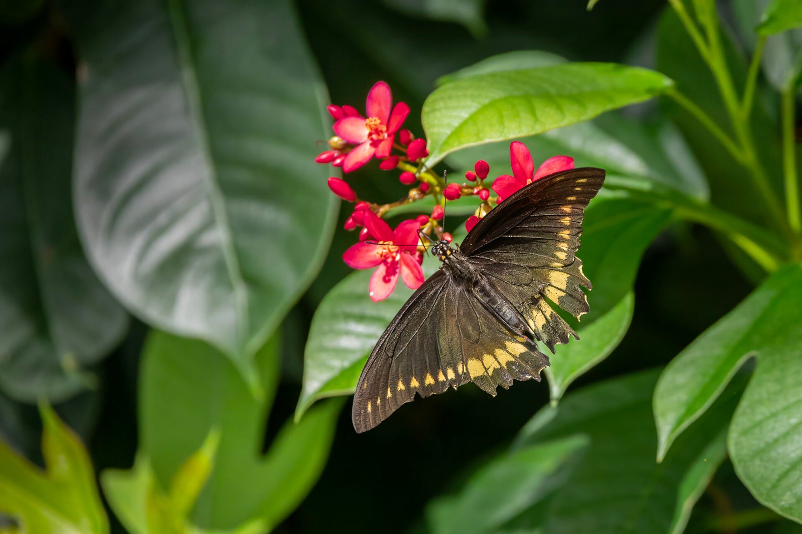 Polydamus Swallowtail Feeding On Red Jatropha Flower