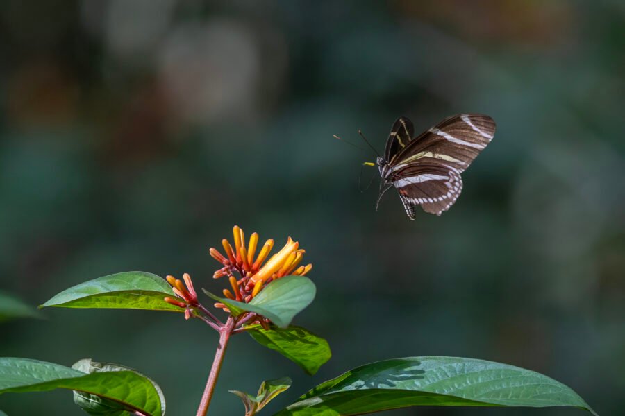 Zebra Longwing About To Land On Firebush