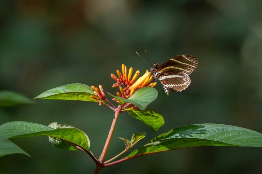 Zebra Longwing Feeding On Firebush