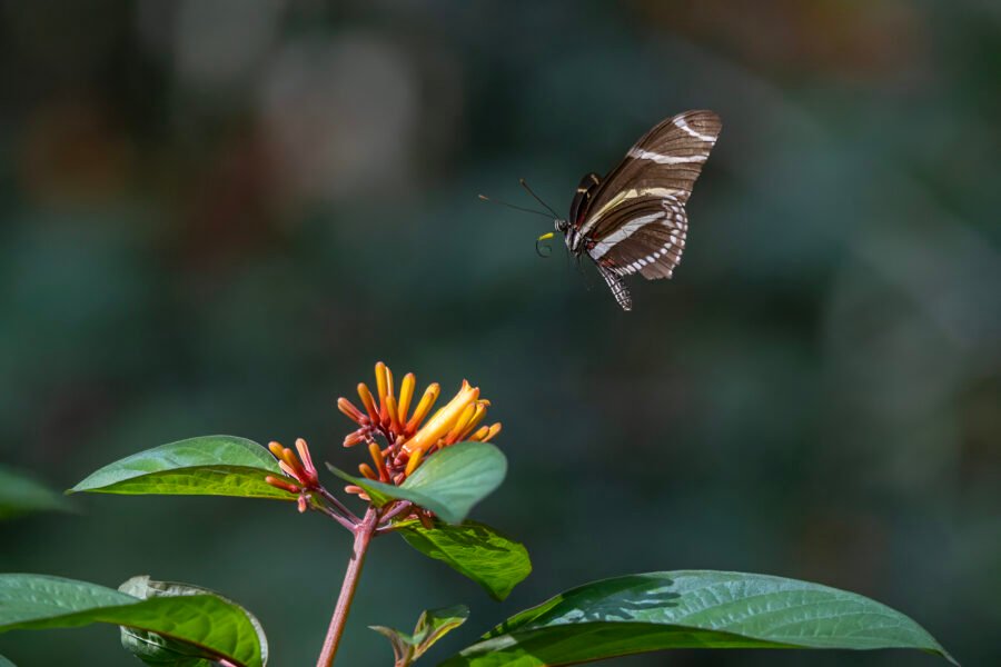 Zebra Longwing Hovering Above Firebush