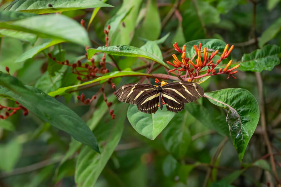 Zebra Longwing Pausing To Feed On Firebush