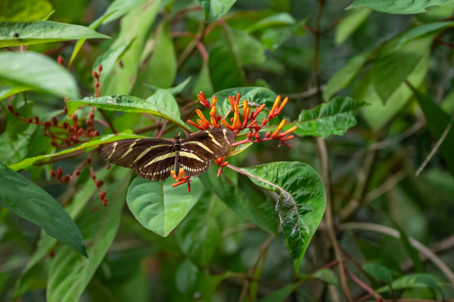 Zebra Longwing Resting On Firebush