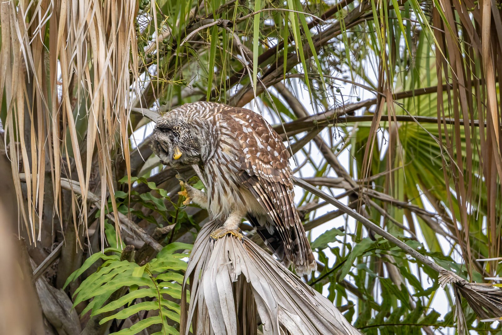 Barred Owl Scratching Its Head