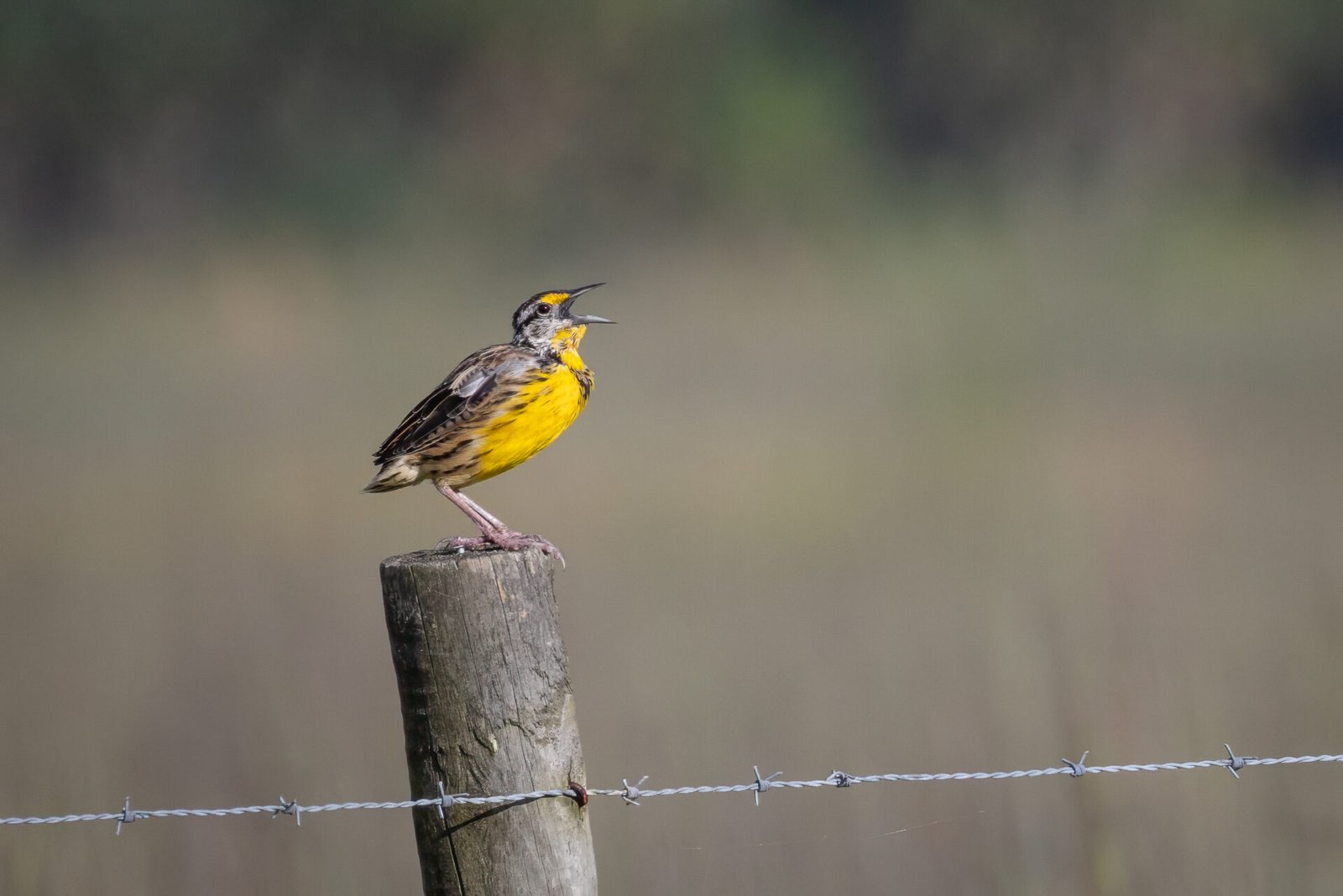Juvenile Meadowlark Calling From Fence Post
