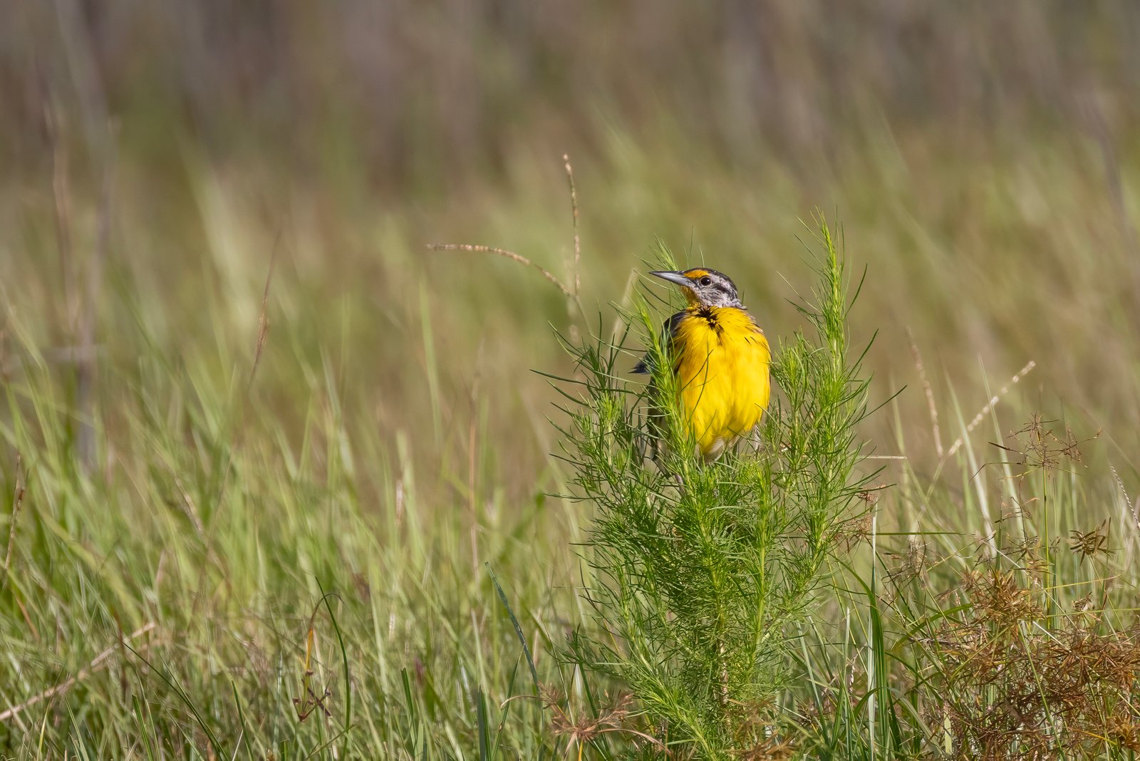 Juvenile Meadowlark Perched On Top Of Weed