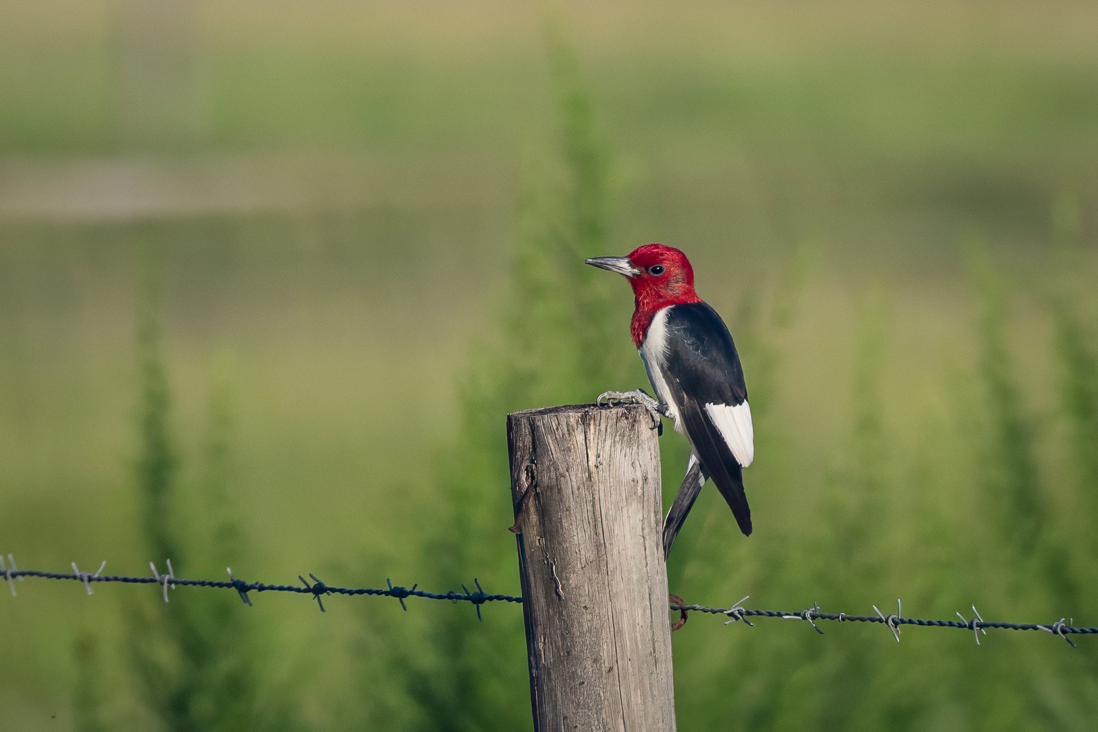 Red Headed Woodpecker Perched On Fence Post