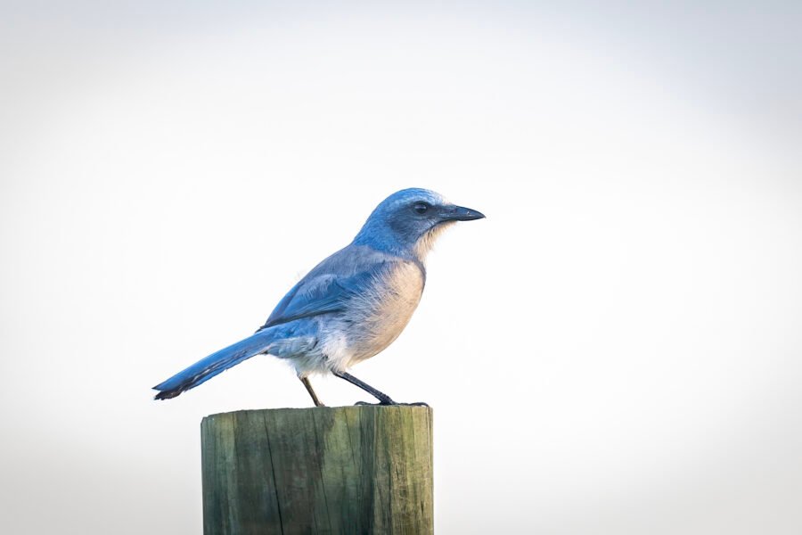 Scrub Jay Perched On Top Of Fence Post