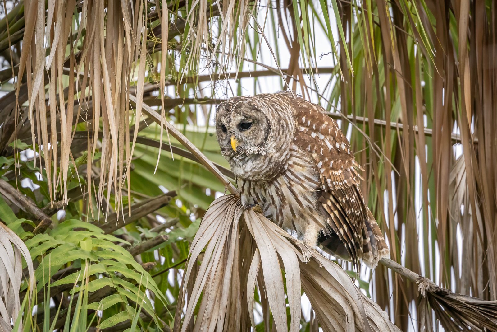 Barred Owl Hooting On Palm Frond