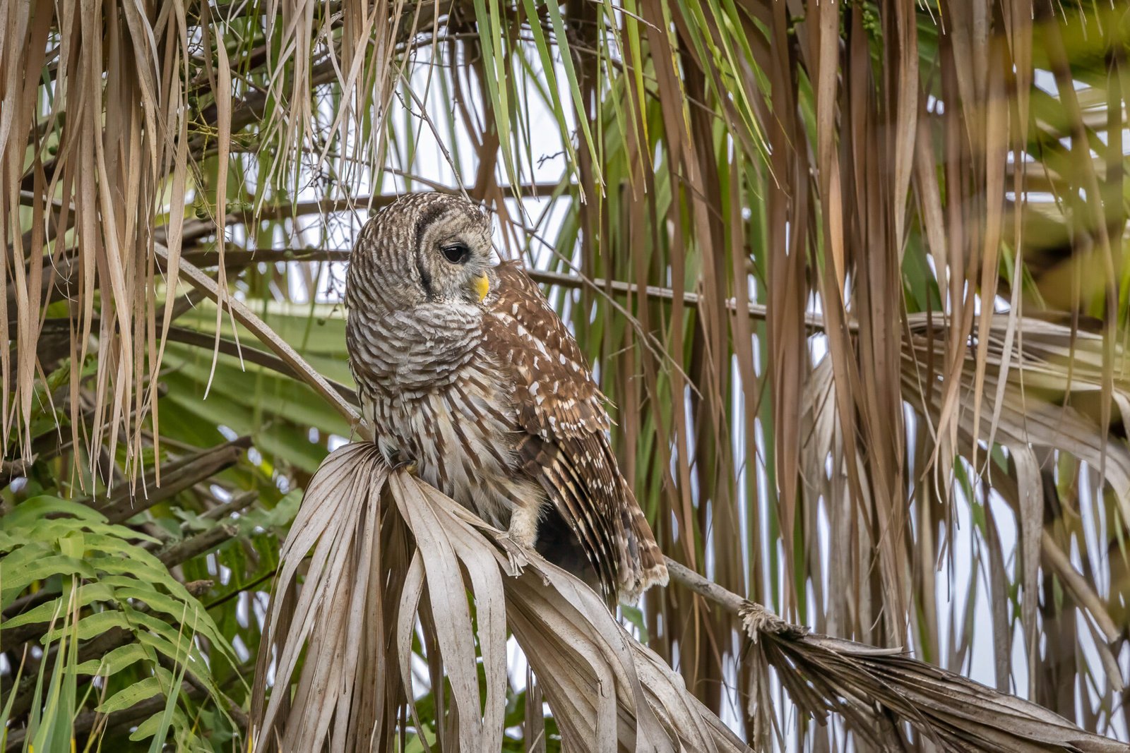 Barred Owl Looking Back On Palm Frond