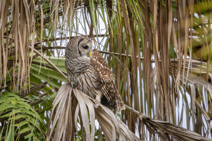 Barred Owl Looking Back On Palm Frond