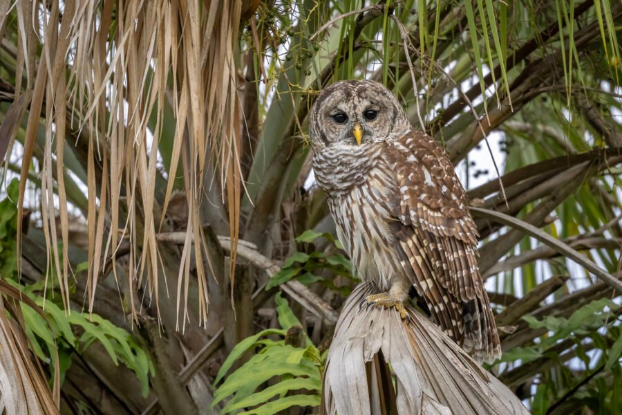 Barred Owl Perched On Palm Frond