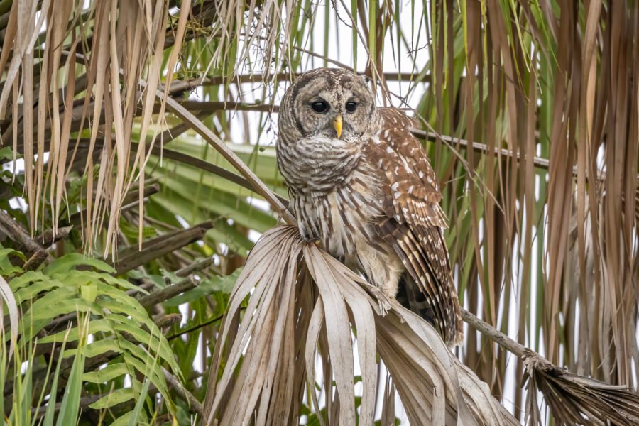 Barred Owl Resting On Palm Frond