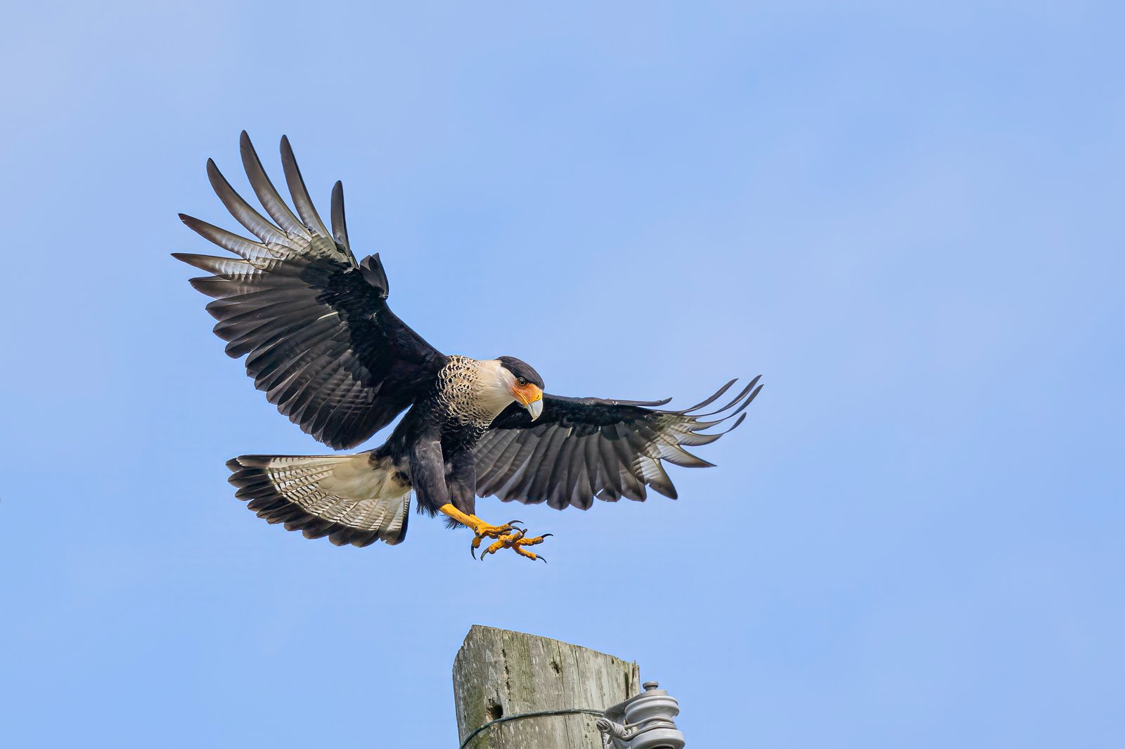 Crested Caracara Lands On Top Of Telephone Pole