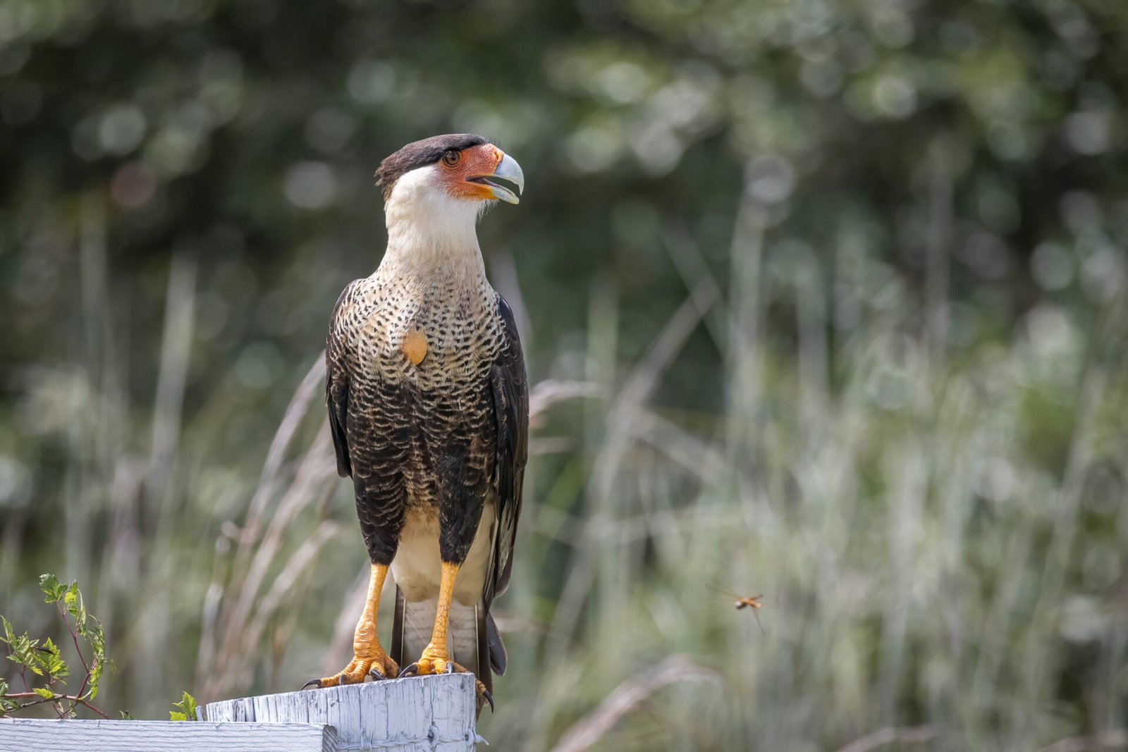 Crested Caracara Rests On Fence Post