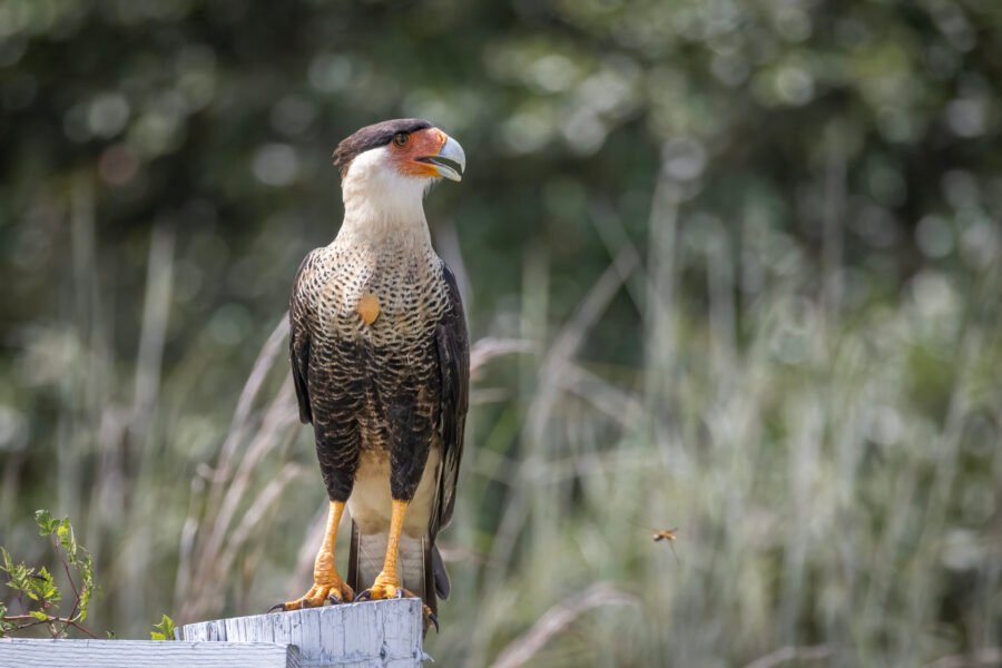 Crested Caracara Rests On Fence Post
