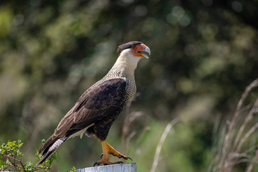 Crested Caracara Steps On Top Of Fence Post