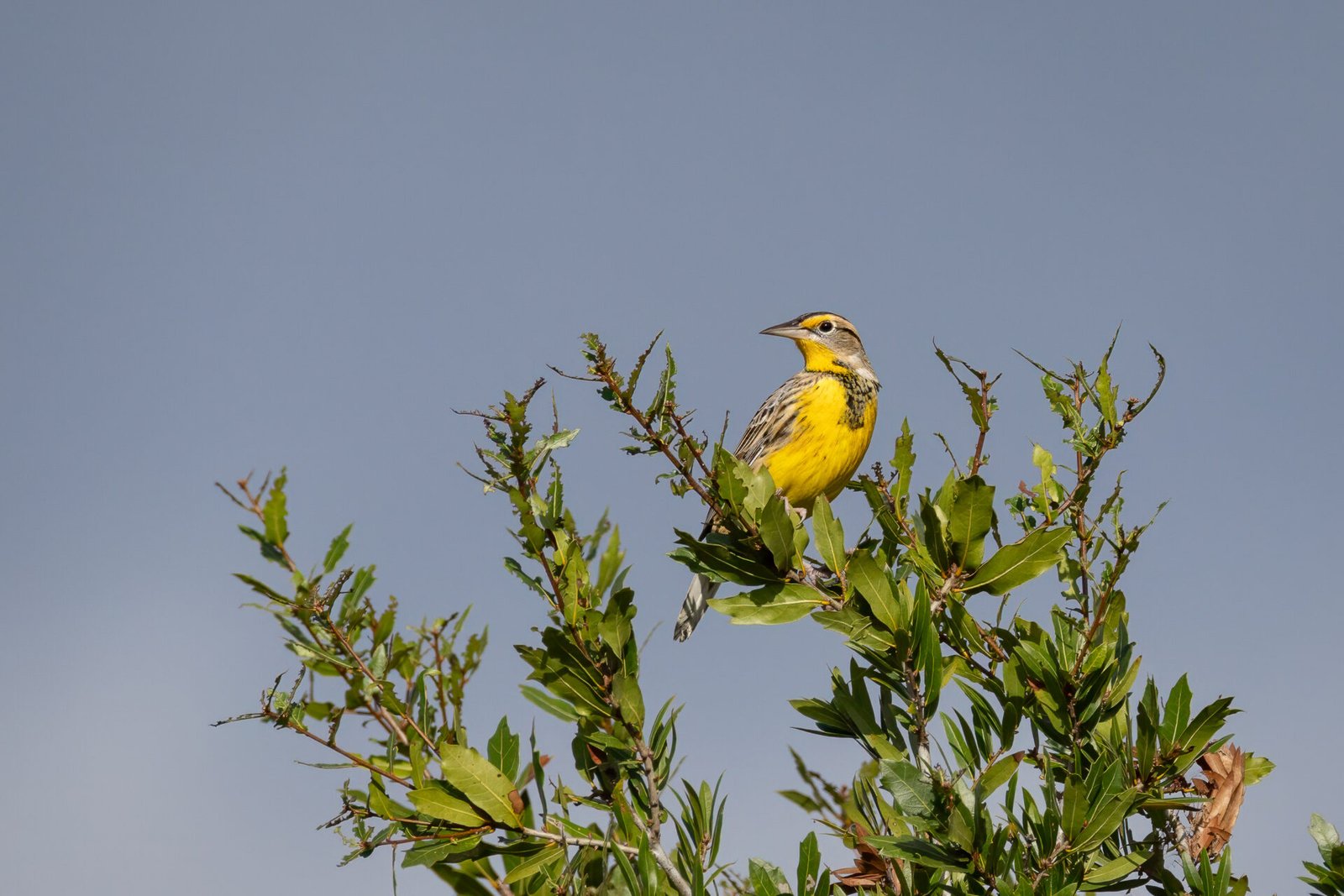 Meadowlark Perched On Top Of Scrub Oak