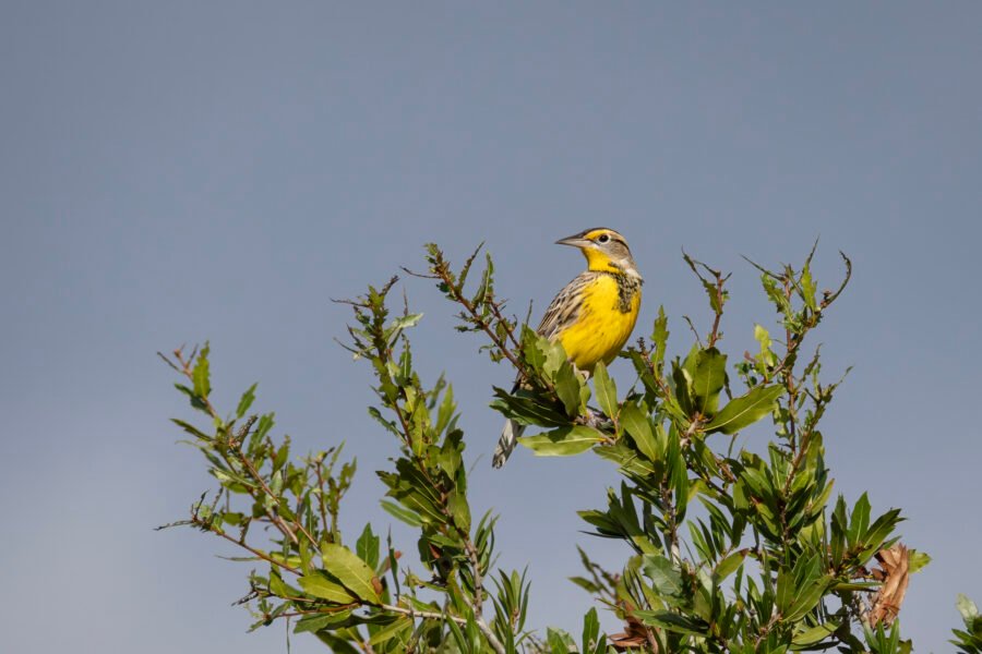 Meadowlark Perched On Top Of Scrub Oak