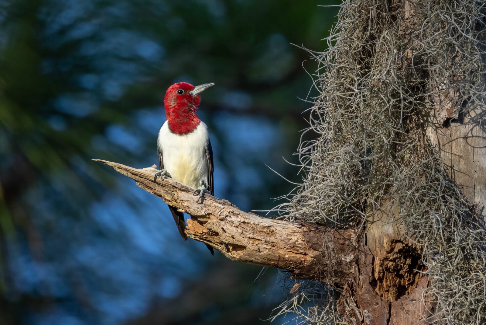 Red Headed Woodpecker Checking Out Spanish Moss