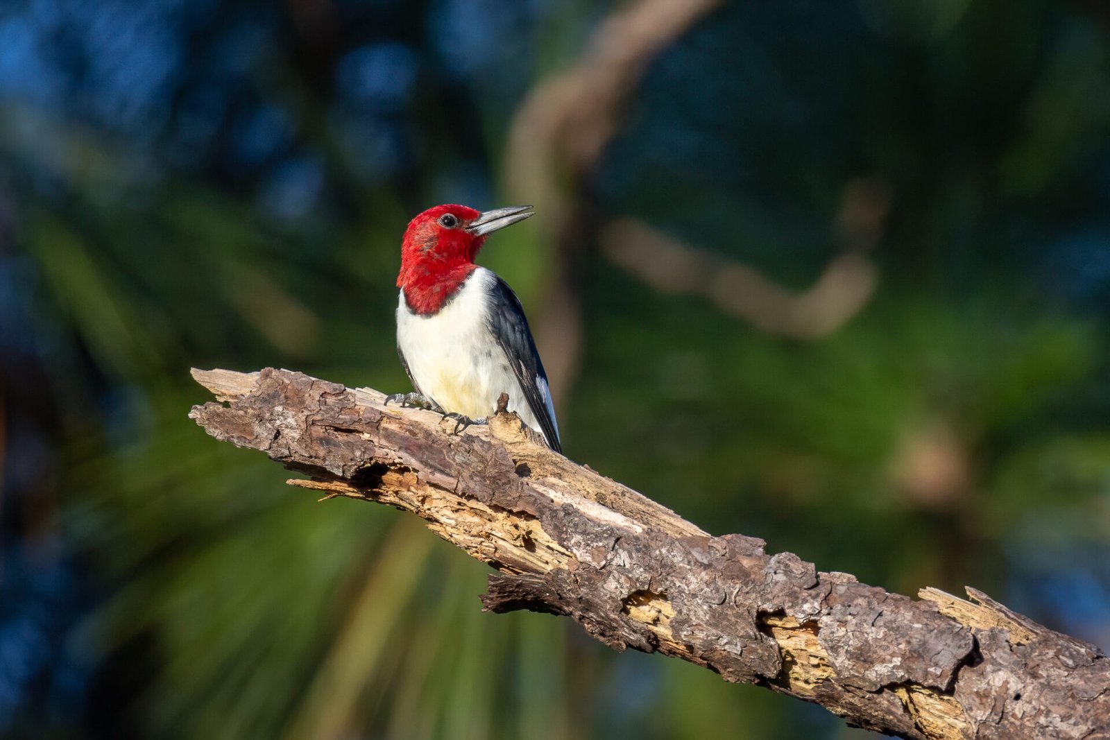 Red Headed Woodpecker Looking Around On Broken Pine Tree Branch