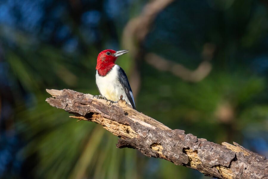 Red Headed Woodpecker Looking Around On Broken Pine Tree Branch