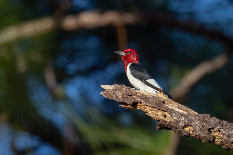 Red Headed Woodpecker Resting On Broken Pine Tree Branch