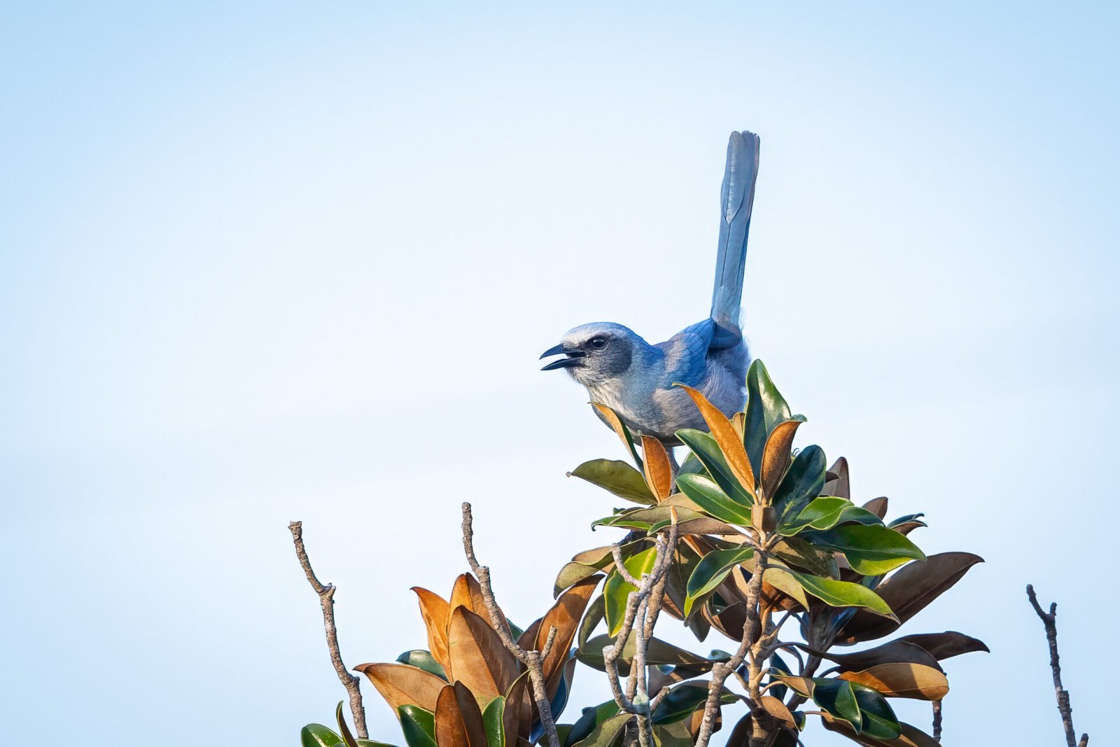 Scrub Jay Calling From Magnolia Tree