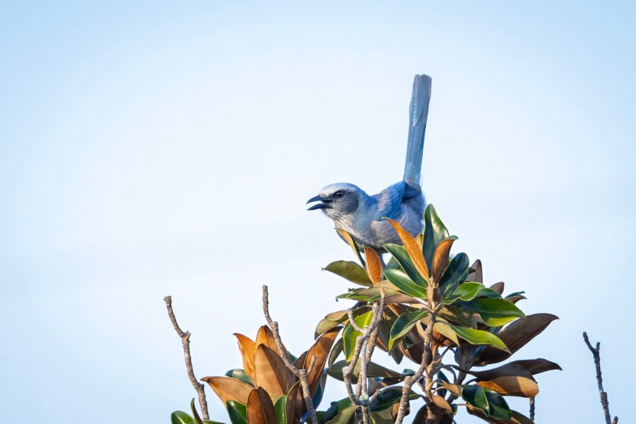 Scrub Jay Calling From Magnolia Tree