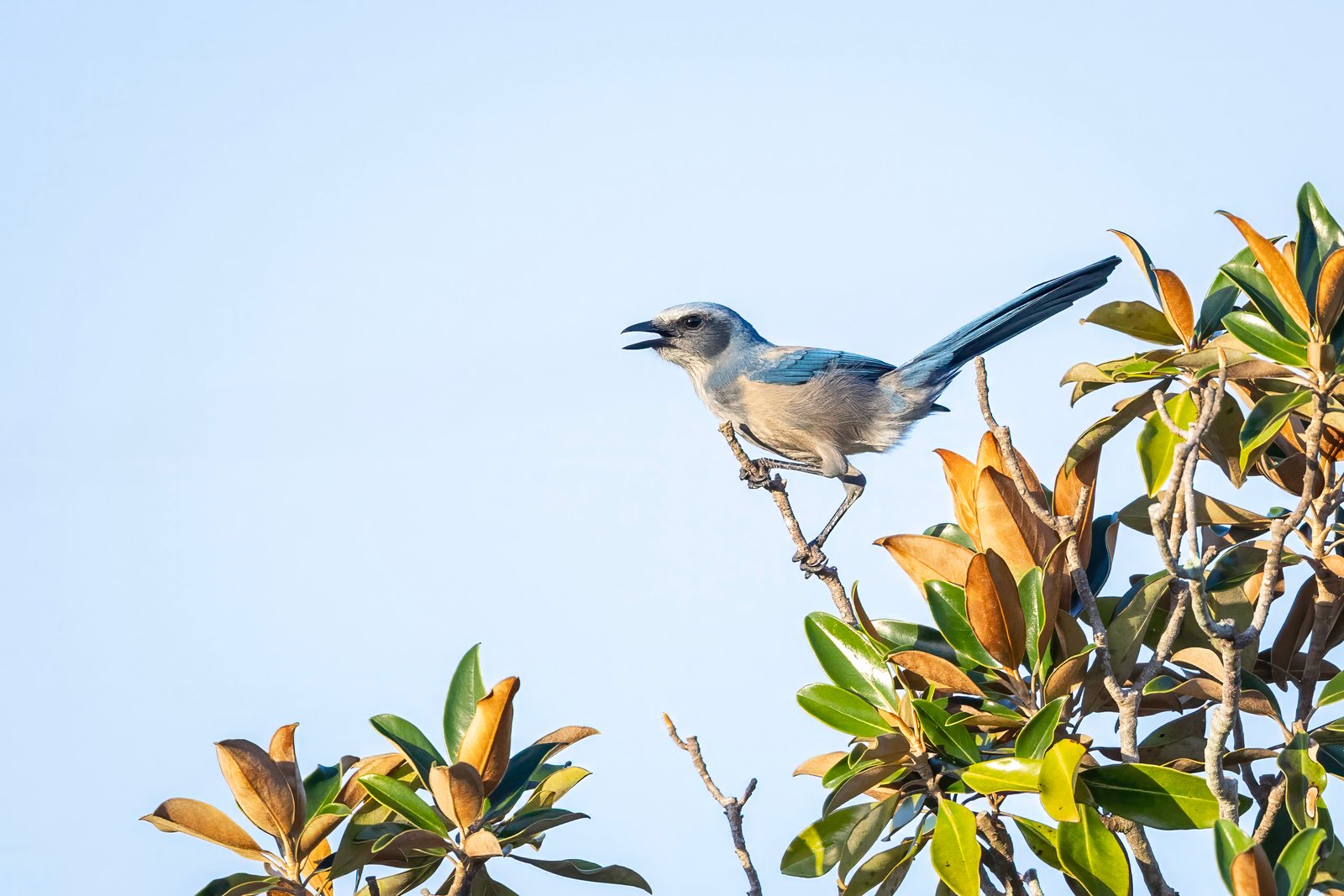 Scrub Jay Hopping Around In Magnolia Tree