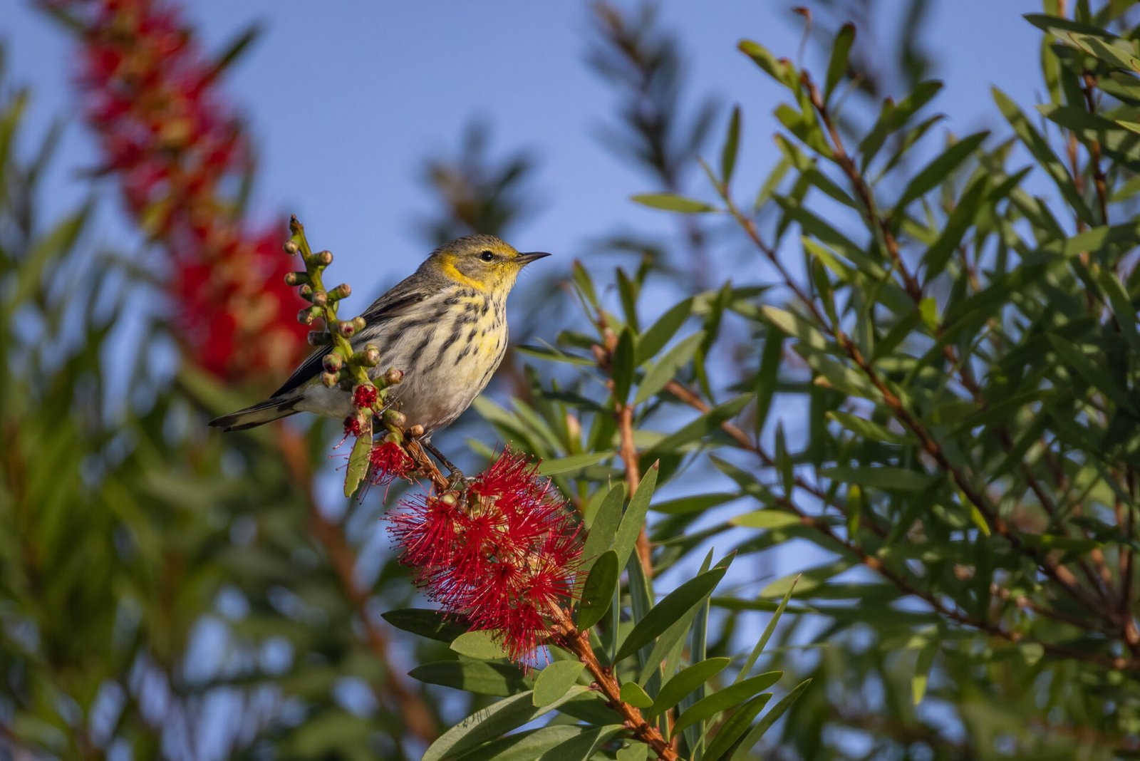 Cape May Warbler Perched In Bottlebrush Tree