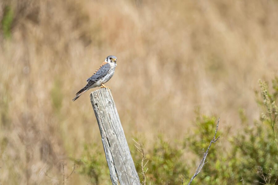 American Kestrel Perched On Fence Post