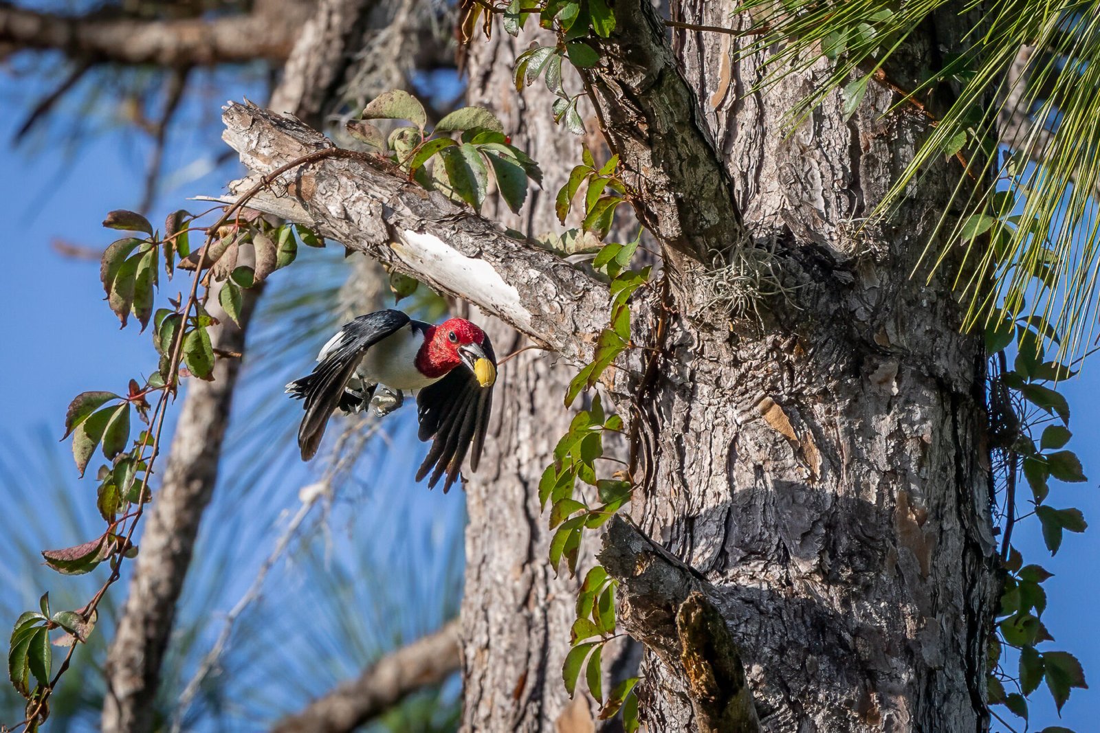Red Headed Woodpecker Flying Off With Acorn