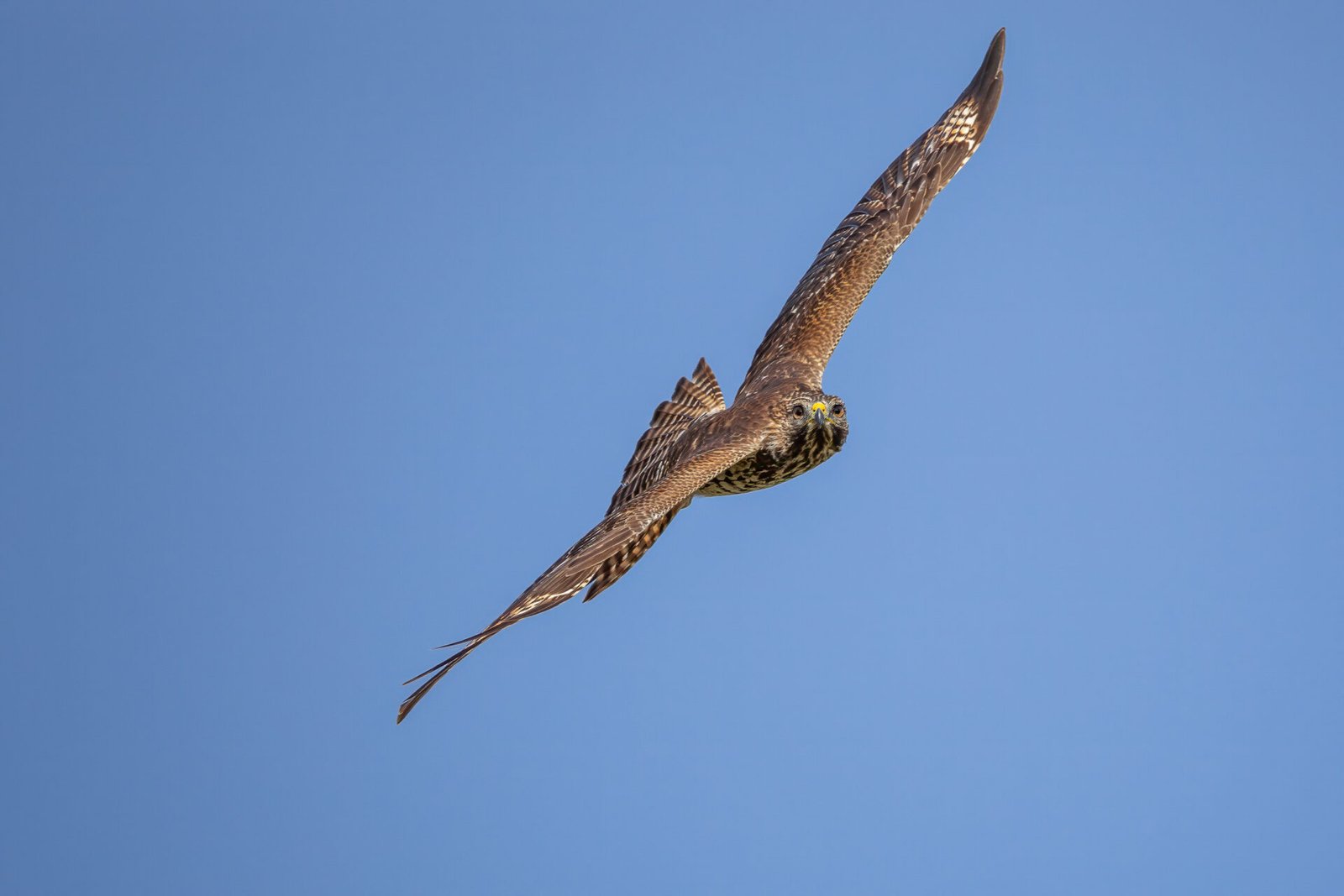 Red Shouldered Hawk Banks To Right