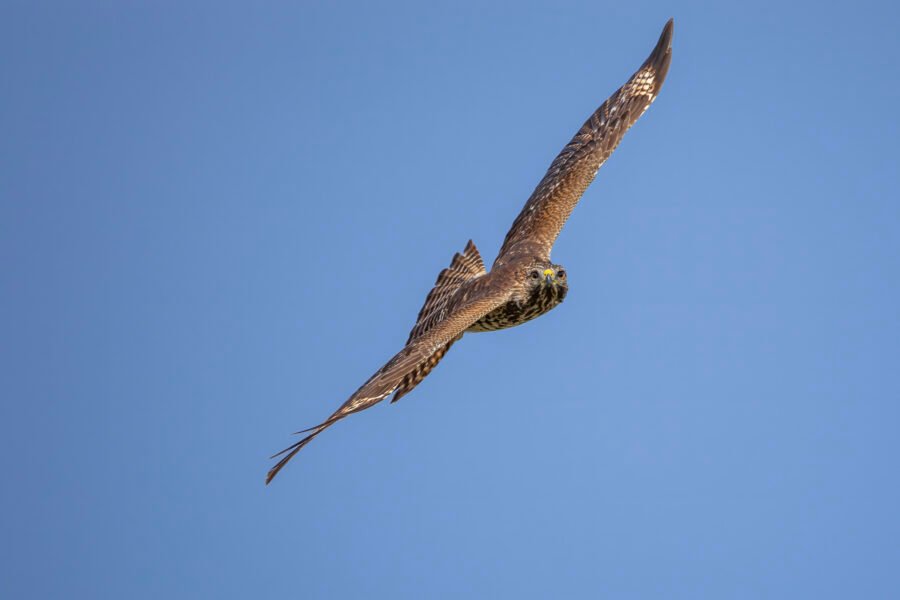 Red Shouldered Hawk Banks To Right