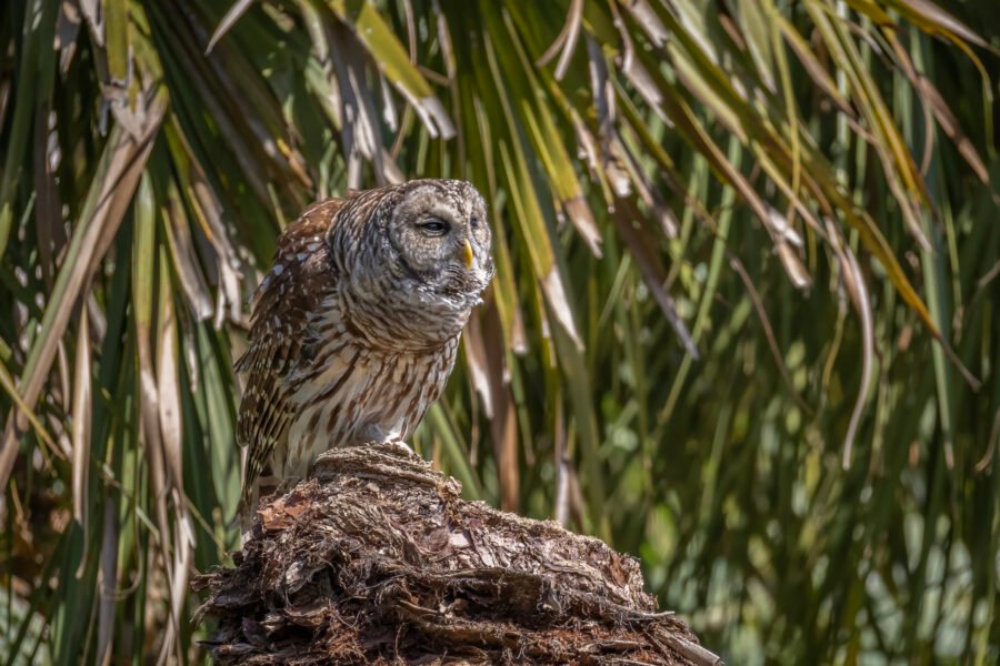 Barred Owl Hooting On Broken Palm Stump