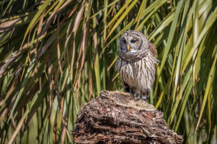 Barred Owl Resting On Broken Palm Stump