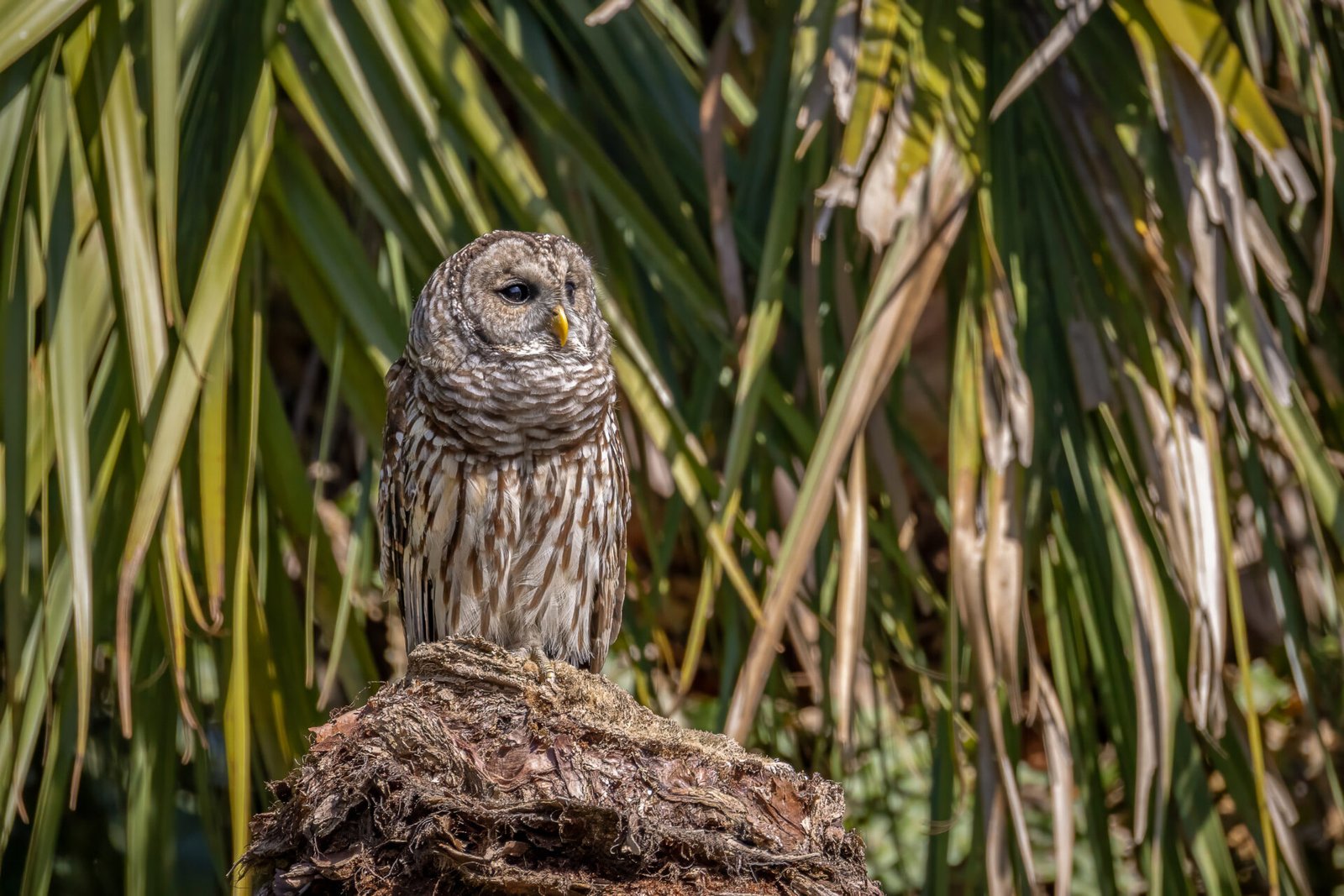 Barred Owl Watching From Broken Palm Stump