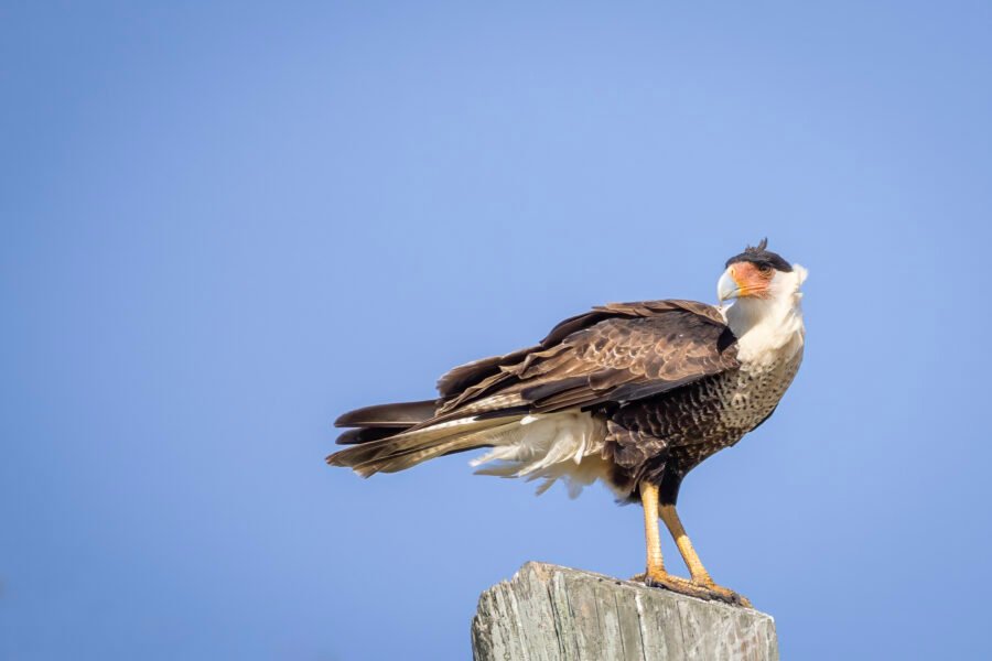 Crested Caracara Rests On Windy Perch