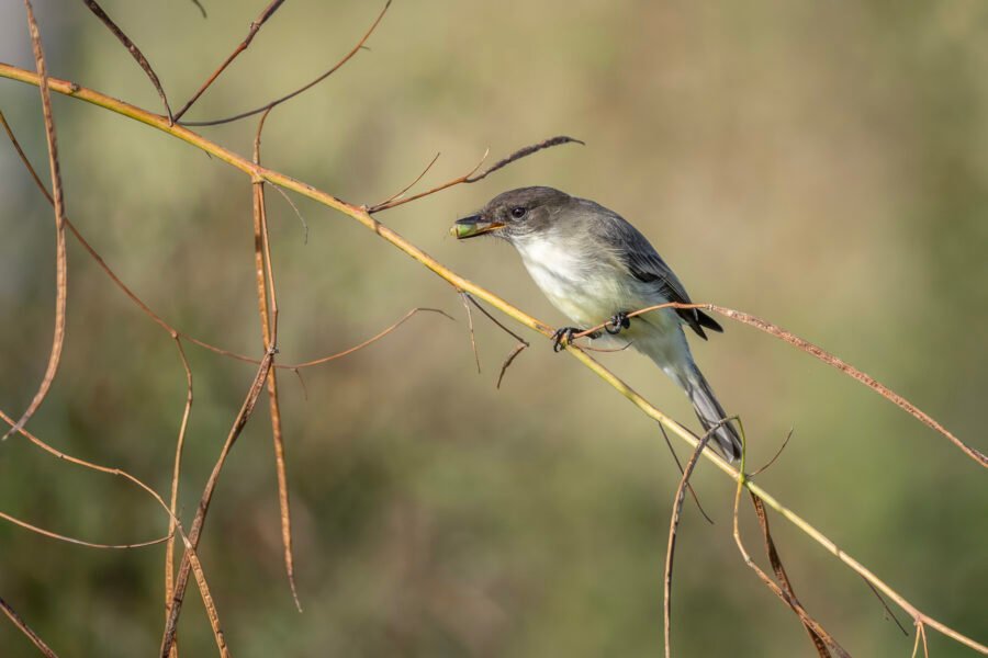 Eastern Phoebe Munching On Beetle
