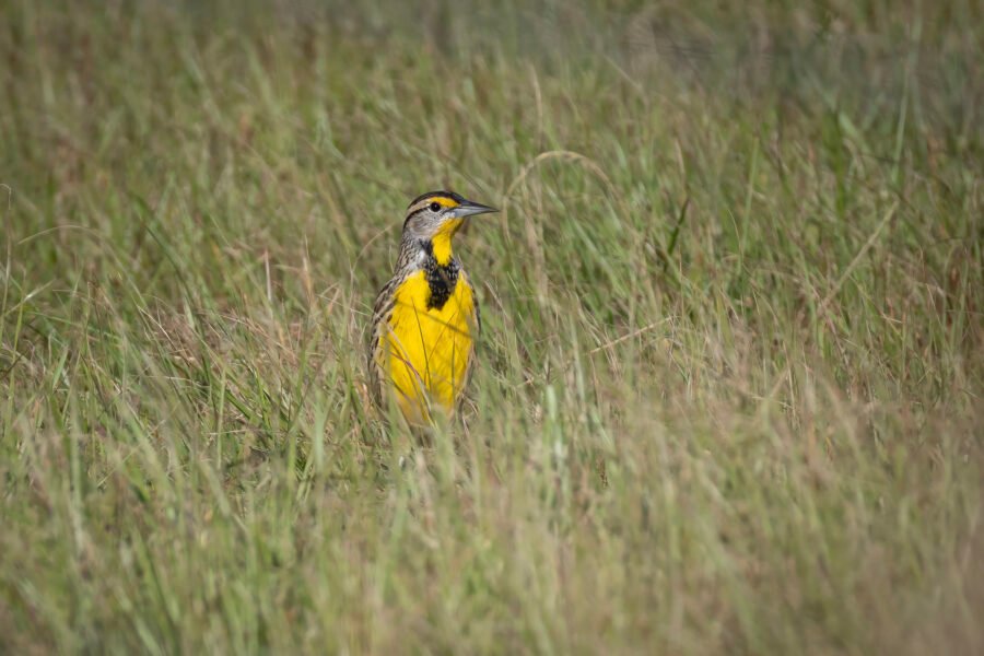 Meadowlark Looking Out From Long Grass