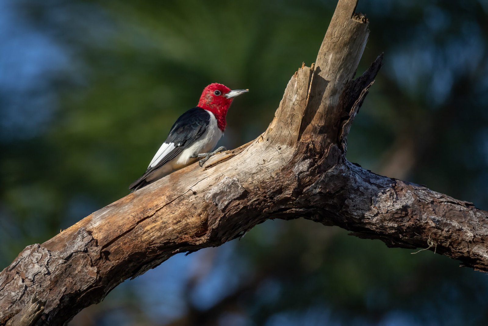 Red Headed Woodpecker Climbing Pine Tree Branch