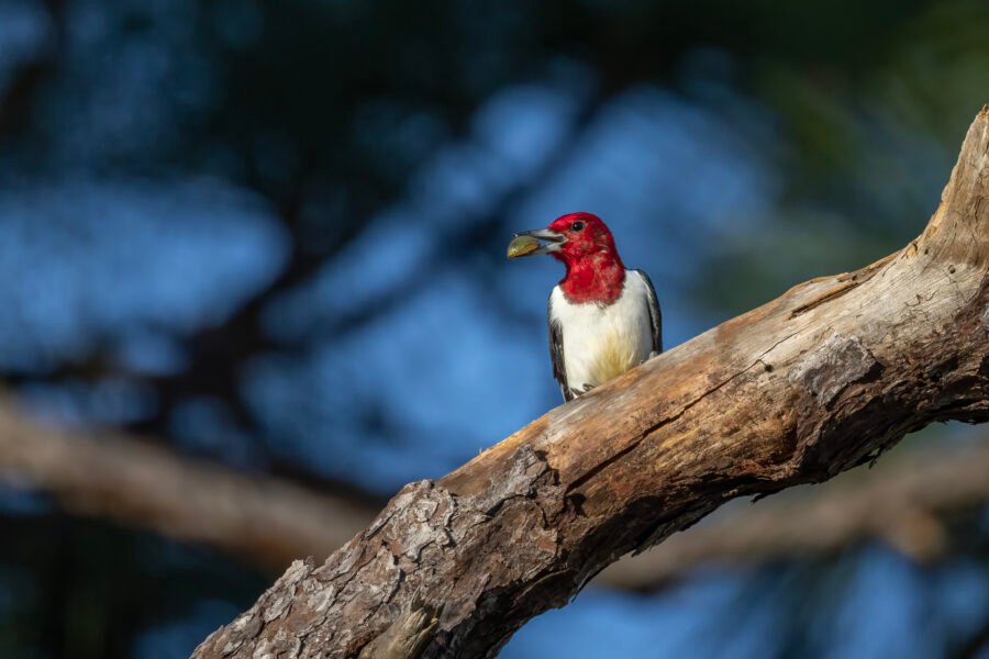 Red Headed Woodpecker Looking Back With Acorn