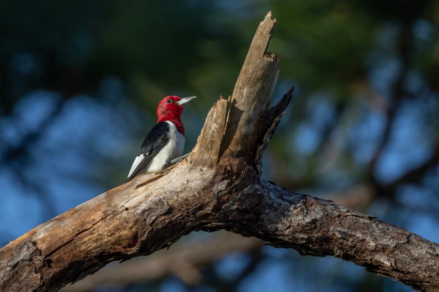 Red Headed Woodpecker Pausing On Pine Tree Branch