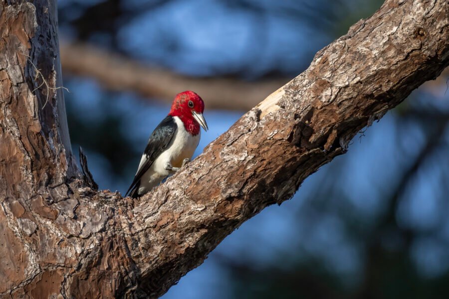 Red Headed Woodpecker Pecking On Pine Tree Branch