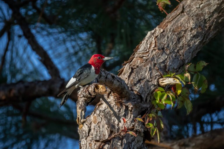 Red Headed Woodpecker Resting On Broken Pine Tree Branch