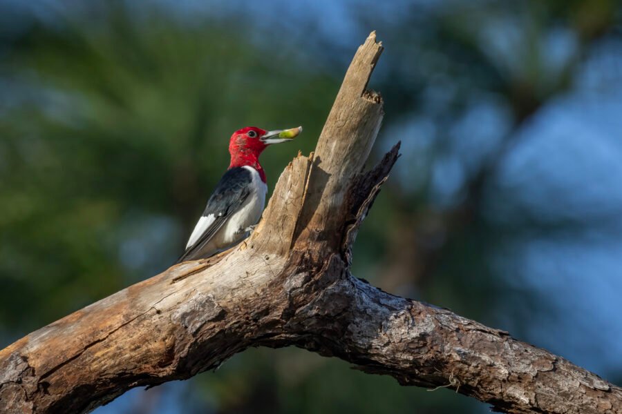 Red Headed Woodpecker With Acorn