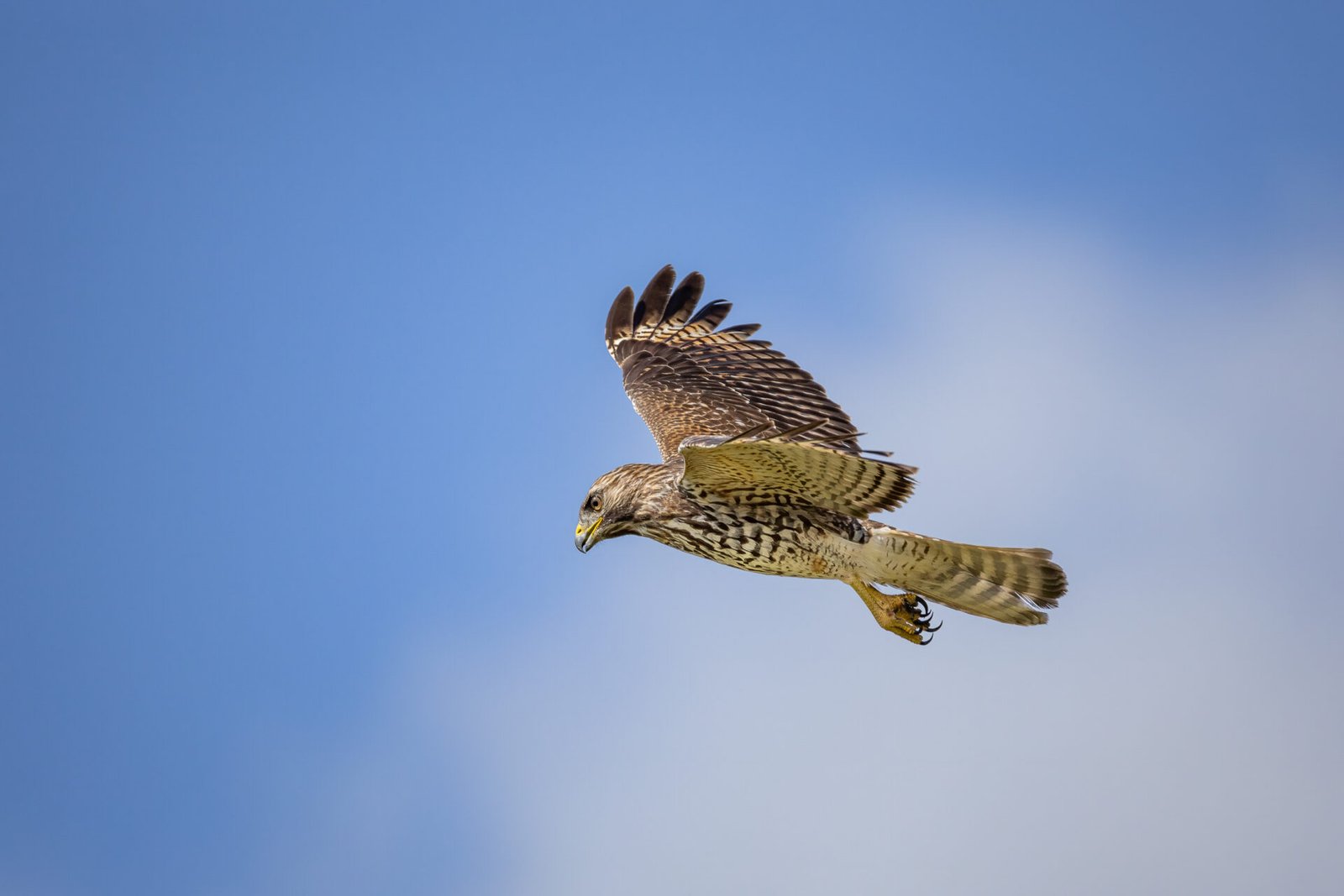 Red Shouldered Hawk Hovers