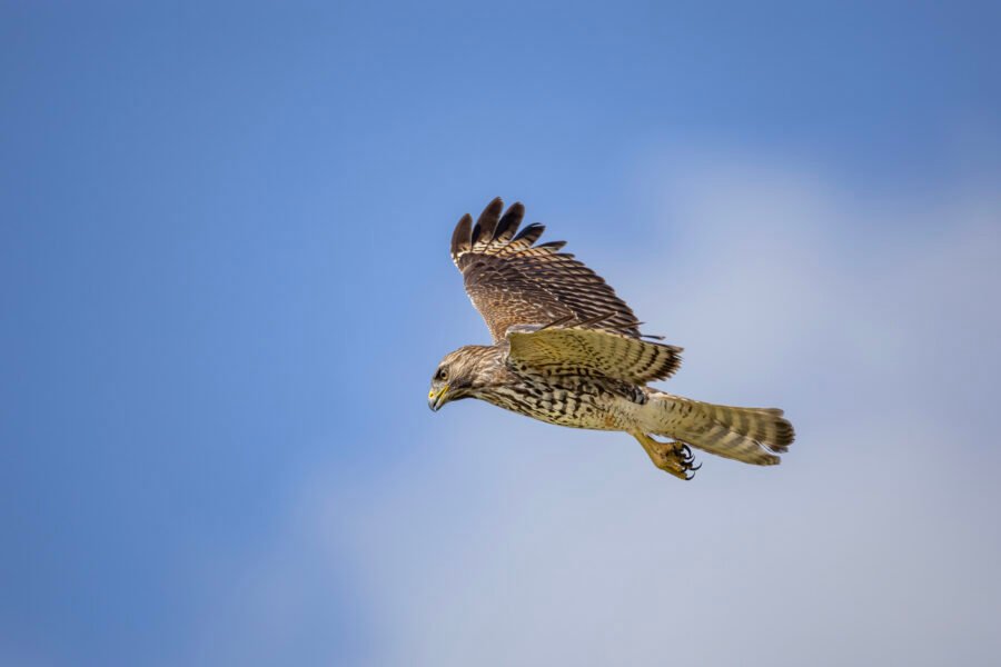 Red Shouldered Hawk Hovers